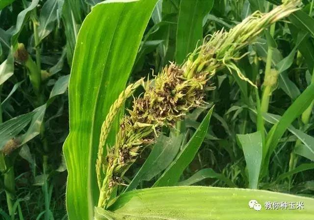 山西保水开采技术:矿山知识库中的水资源保护解决方案 山西保水开采技术:矿山知识库中的水资源保护解决方案