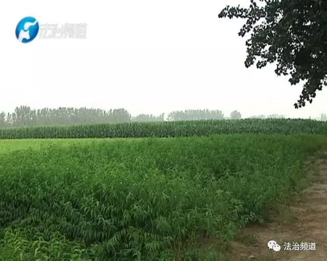 低碳技术:矸石填埋生态修复——告别污染,重塑绿色家园 低碳技术:矸石填埋生态修复——告别污染,重塑绿色家园