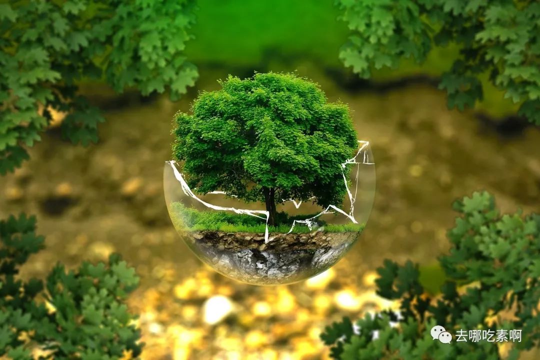 低碳技术：地表植被恢复 - 让大地重披绿装，轻松应对气候变化