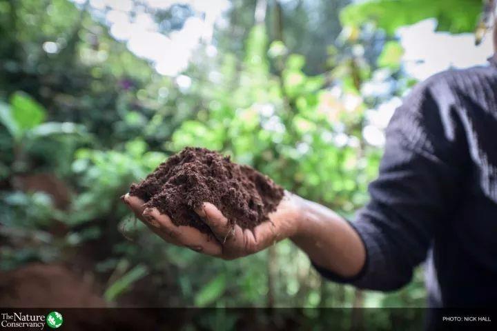 低碳技术：地表植被恢复 - 让大地重披绿装，轻松应对气候变化